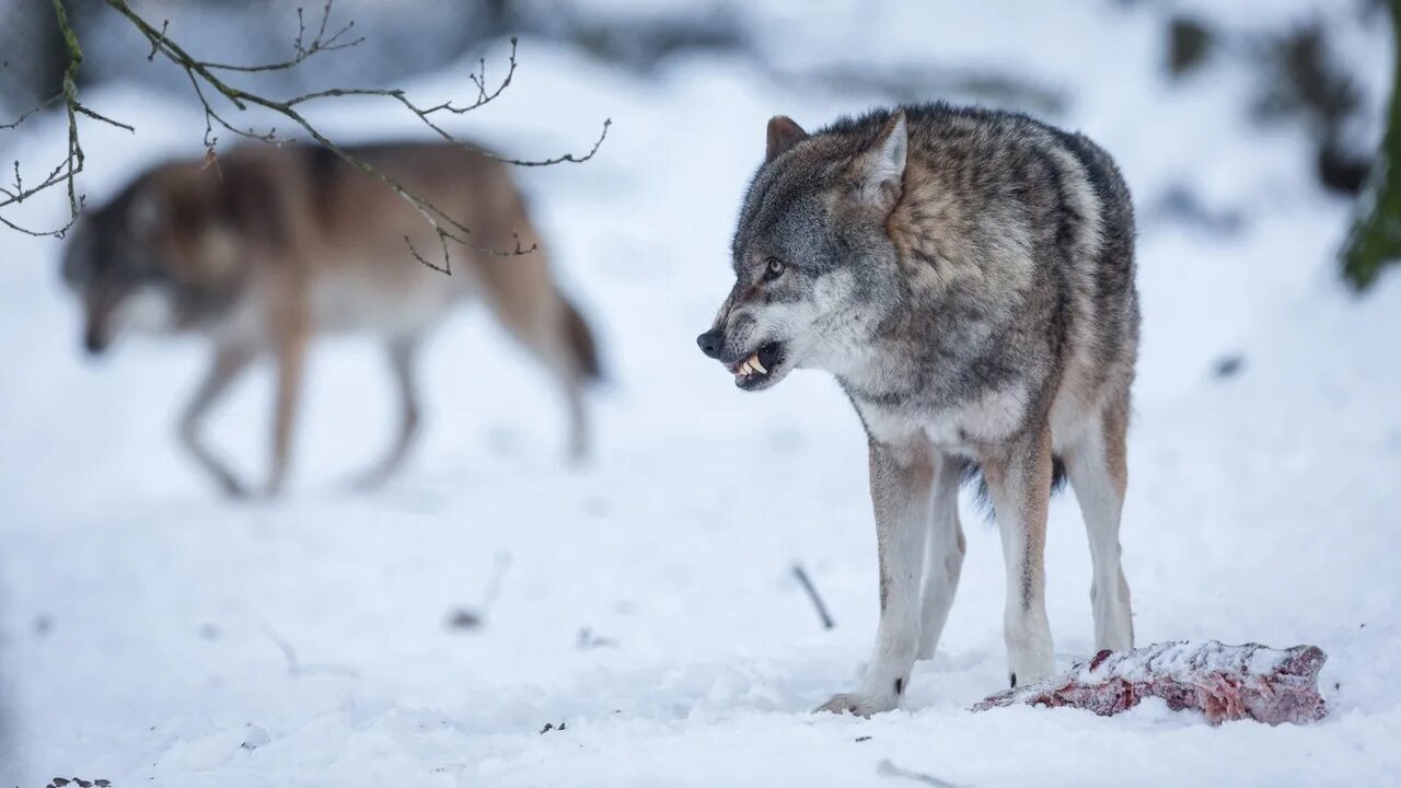 Реальное фото волка In the Kirov region, hunters are compensated for the cost of hunting wolves How 