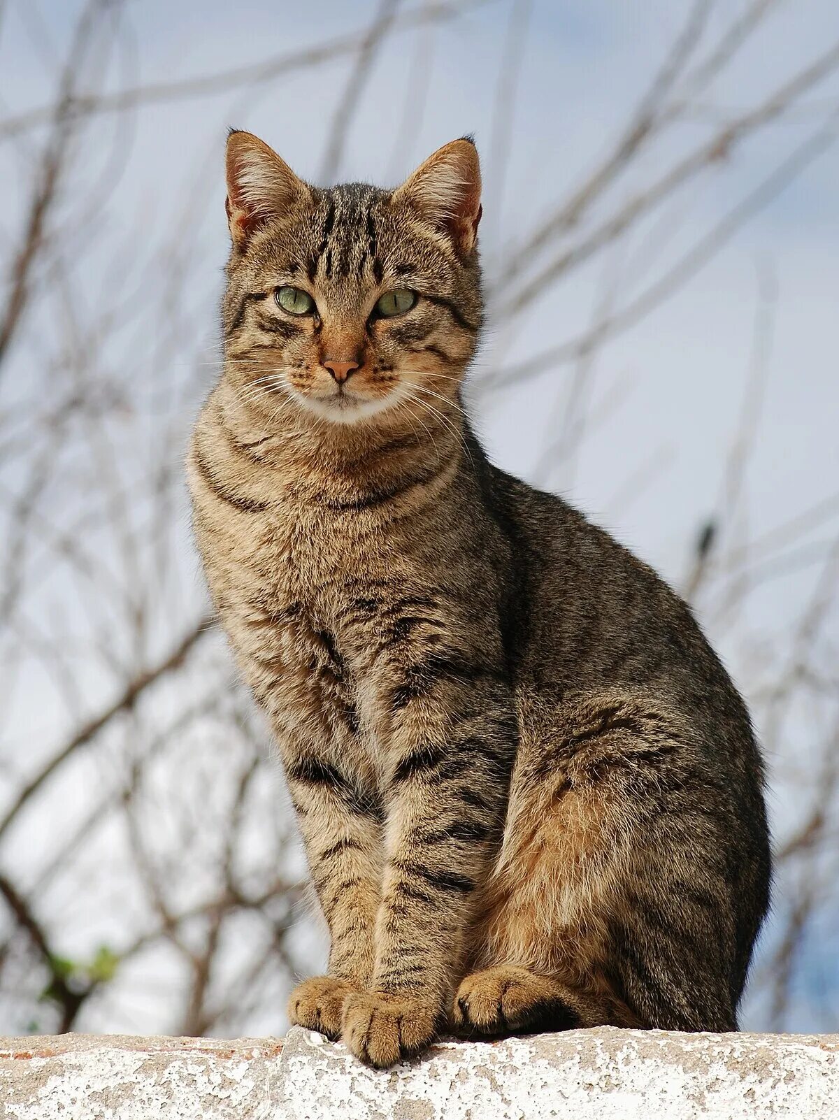 Реальные фото кошек Tabby cat - Simple English Wikipedia, the free encyclopedia