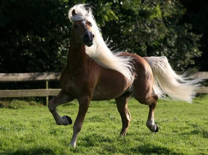 Реальные фото лошадей Haflinger Horses, Haflinger horse, Beautiful horses