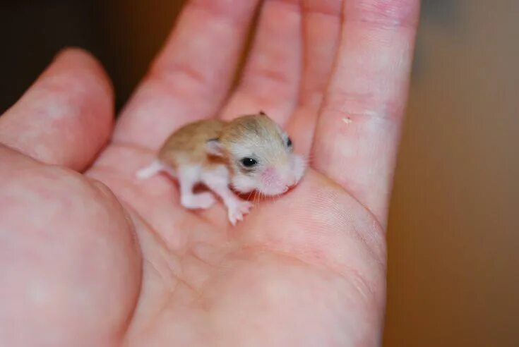 Реальные фото маленьких Adorable Baby Hamster with Newly Opened Eyes