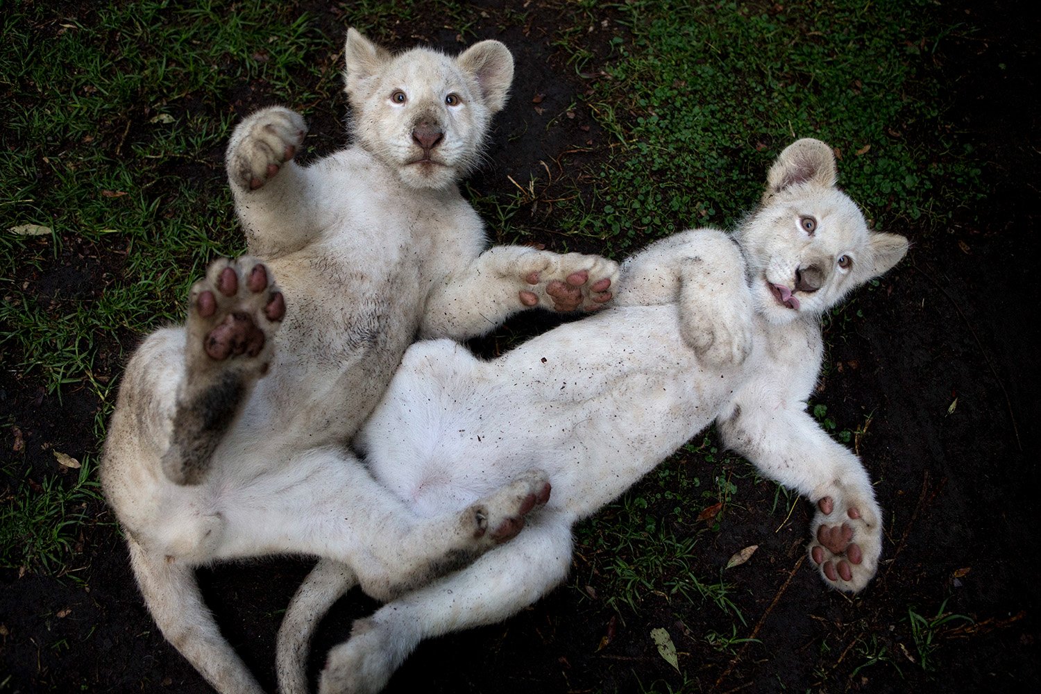 Реальные фото животных A pair of white lion cubs go on display in Mexico AP News