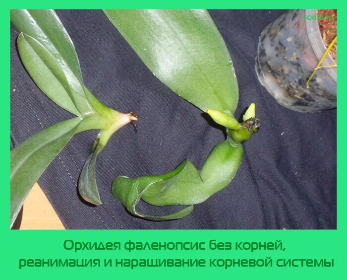 Реанимация орхидеи фото Орхидея фаленопсис без корней, реанимация и наращивание корневой системы