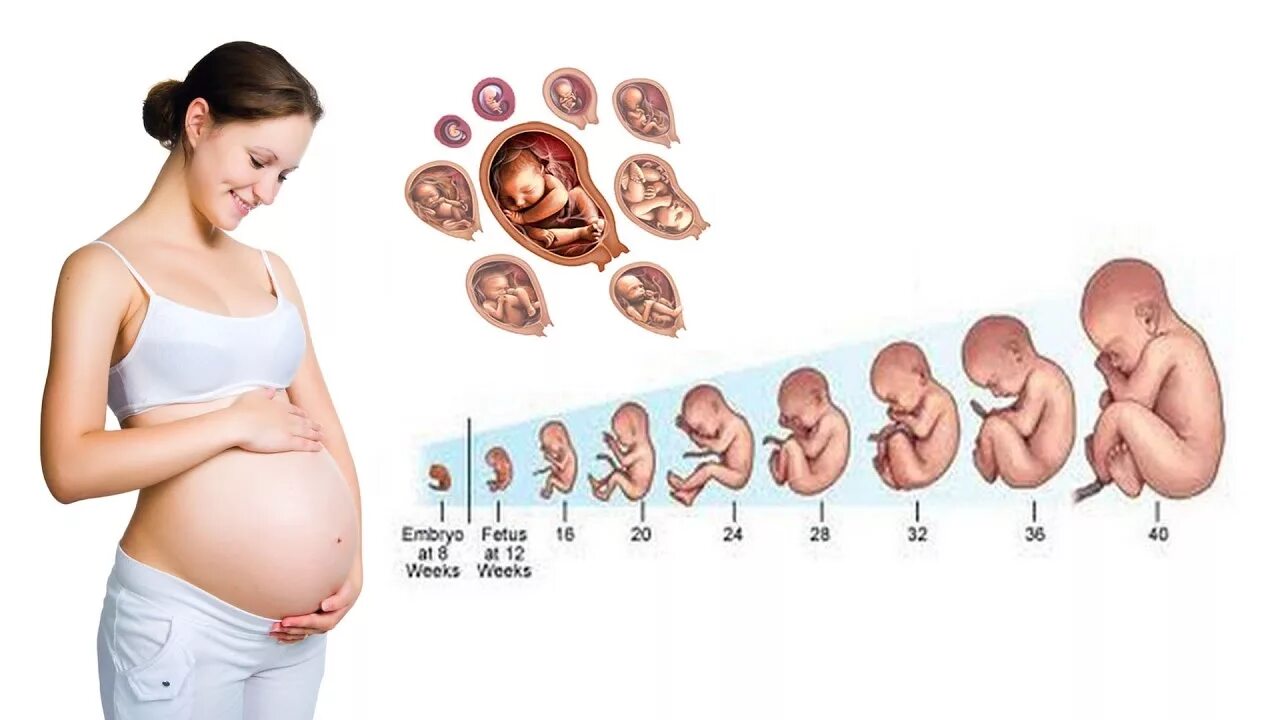 Ребенок 6 месяцев в утробе фото Pregnancy development week by week - First Trimester - YouTube