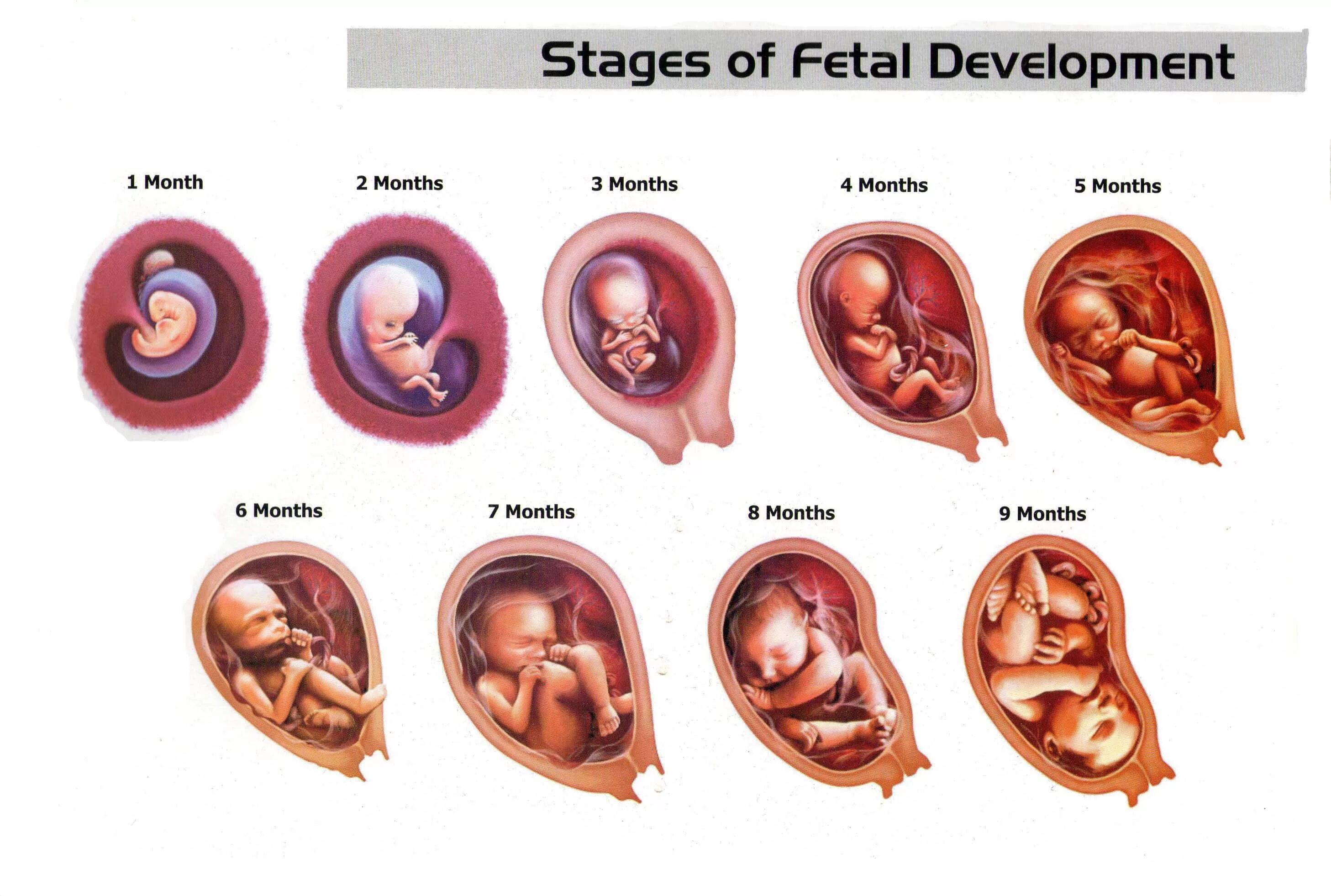 Ребенок 6 месяцев в утробе фото PPCBS@groups.io Massachusetts Proposing Law That Allows Abortions (Murder) Of An