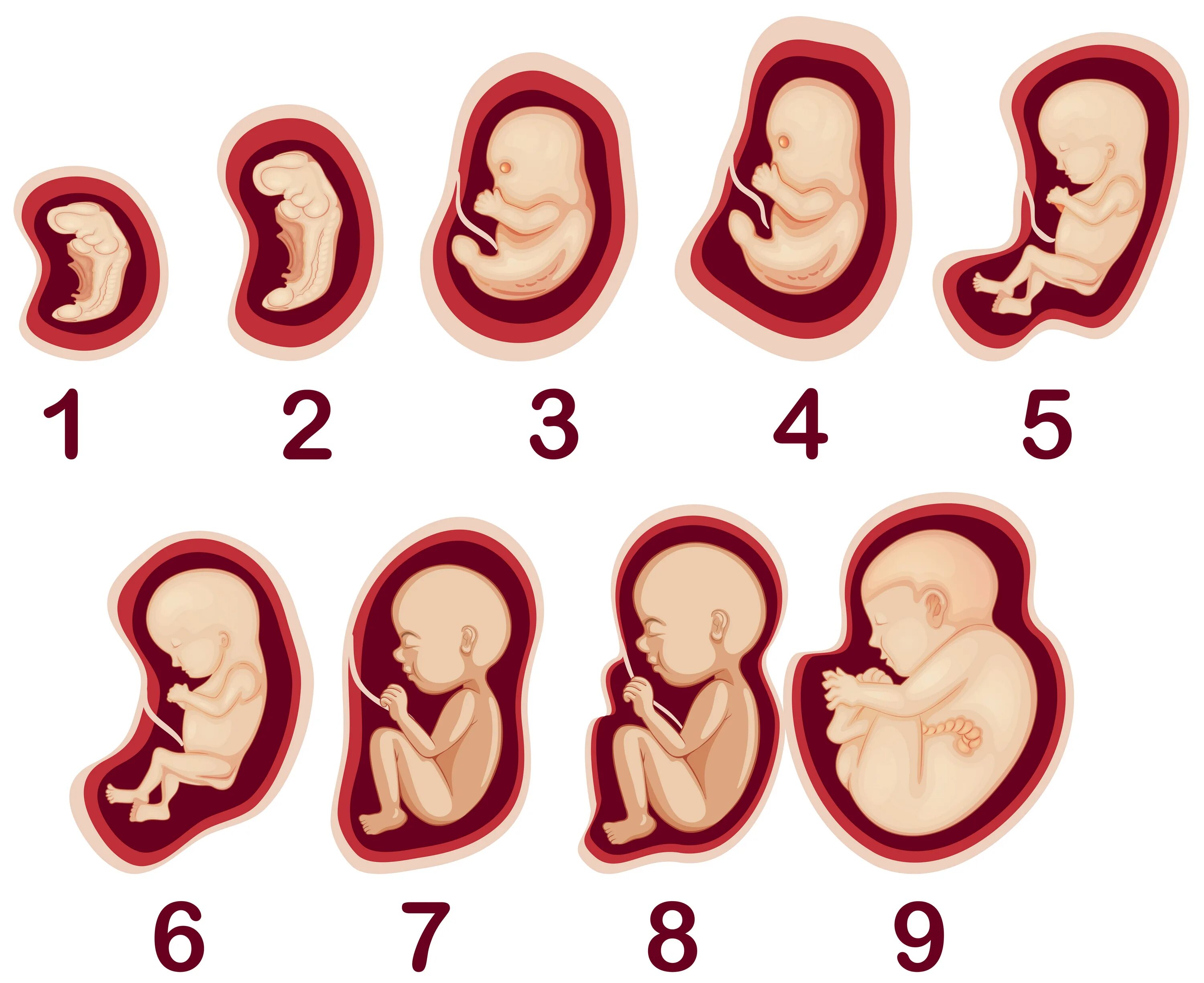 Ребенок 6 месяцев в утробе фото A Vector of Human Embryo Development 294723 Vector Art at Vecteezy