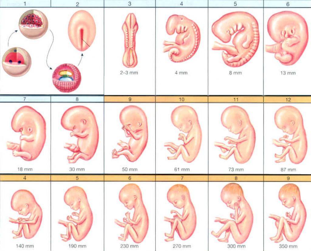Ребенок 6 месяцев в утробе фото 6 месяц по неделям