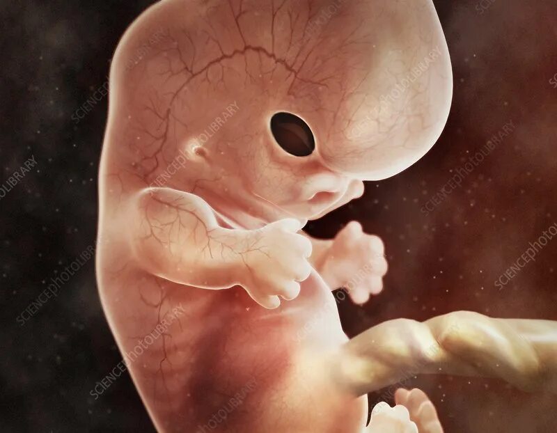 Ребенок 8 недель фото Human foetus in the womb, artwork - Stock Image - C011/0230 - Science Photo Libr