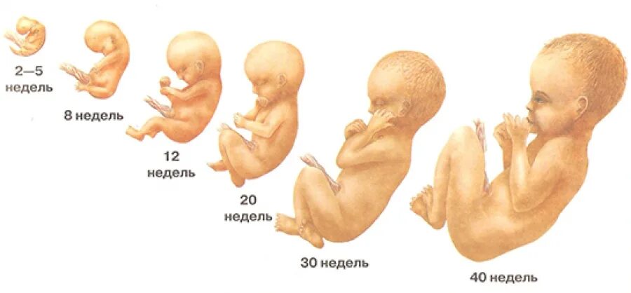 Ребенок в животе 2 месяца фото Для чего нужен сифон?