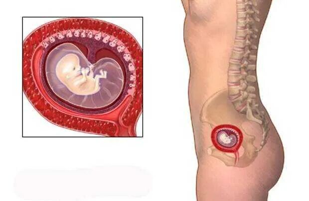 Ребенок в животе 9 месяцев фото 2 месяц беременности: ощущения будущей мамы, развитие плода, анализы, риски ЭКО-