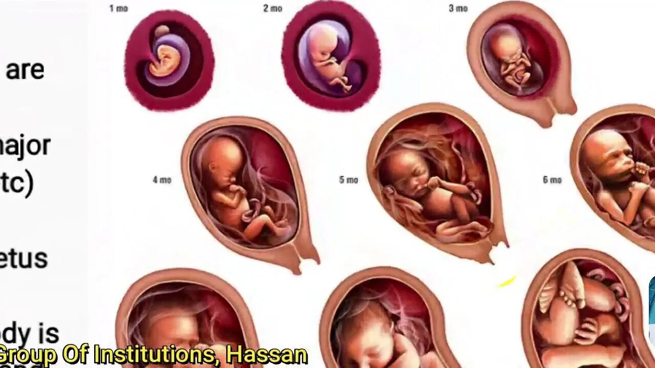 Ребенок внутри фото Biology - Pregnancy & Development Of Embryo - YouTube