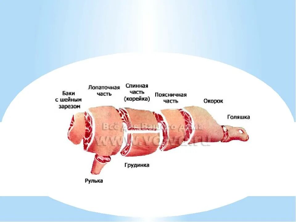 Реберная часть свинины фото Свиные или свинные как пишется правильно: найдено 82 изображений