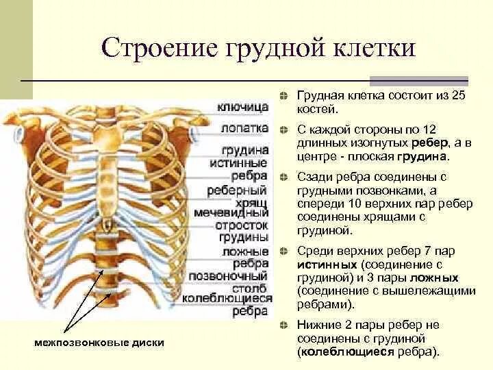 Ребра человека фото с описанием костей Грудная клетка строение грудины и ребер