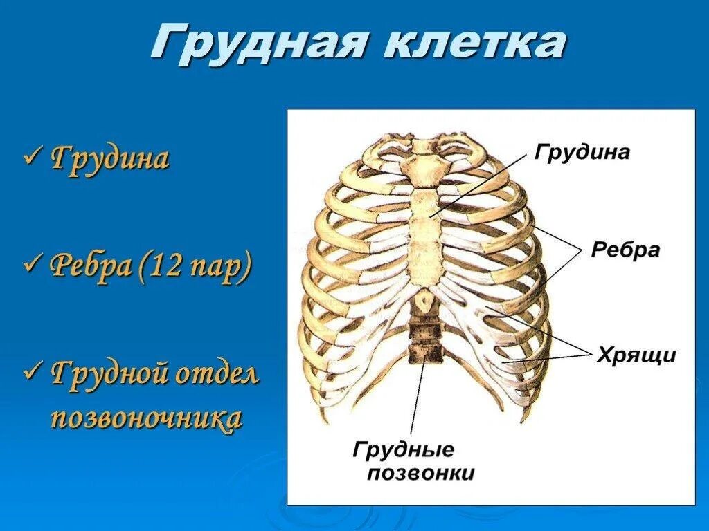 Ребра человека фото с описанием костей грудная клетка человека состоит из скольки пары ребер - Школьные Знания.com