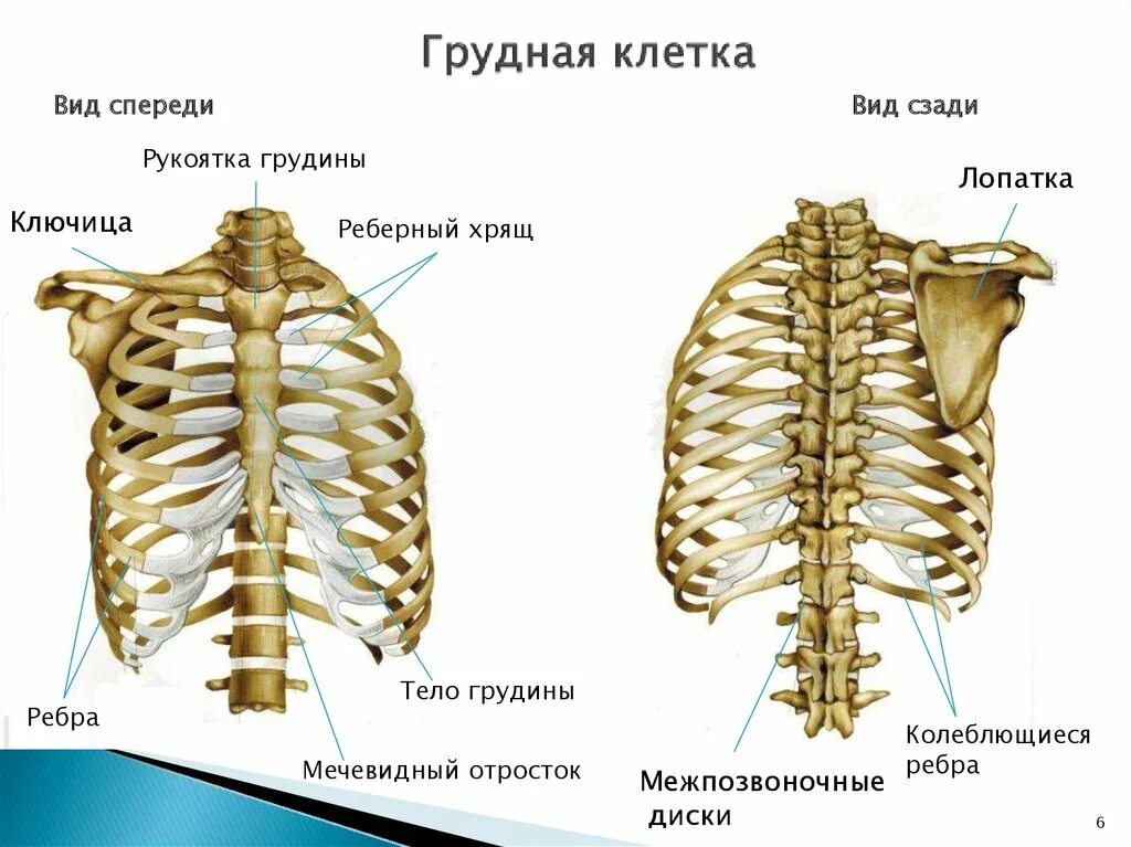 Ребра человека фото с описанием костей Строение ребер человека с описанием костей - CollectPhoto.ru