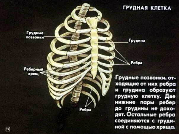 Ребра человека фото с описанием костей СКЕЛЕТ ЧЕЛОВЕКА. диафильм - 42 фотографии ВКонтакте