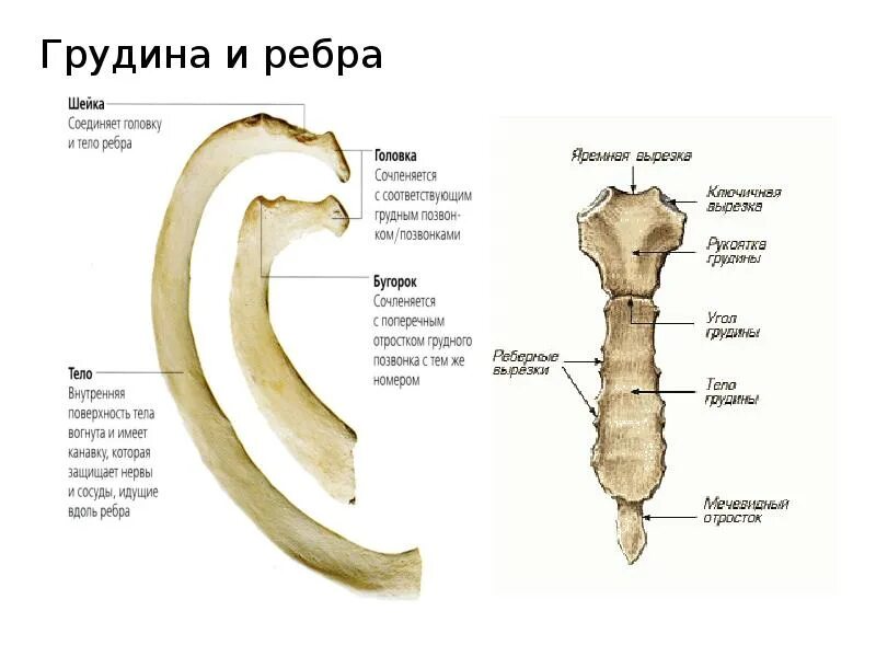 Может ли в дереве быть 4 ребра: найдено 82 изображений