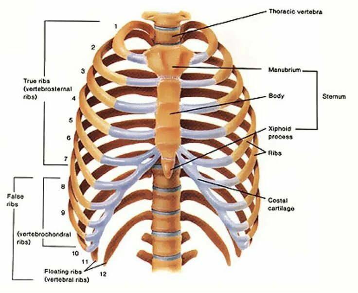 Ребра человека фото с описанием костей Pin by Kwesi on INTERESTING FACTS Human ribs, Human rib cage, Human