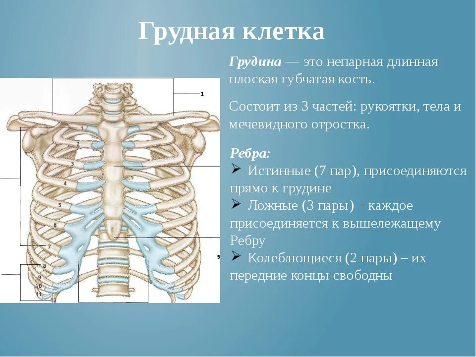 Ребра человека фото с описанием костей Составляющие грудины