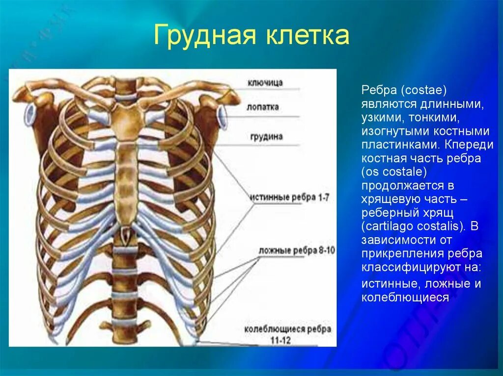 Ребра человека фото с описанием костей Может ли в дереве быть 4 ребра: найдено 82 изображений