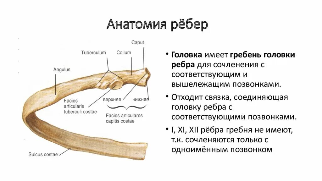 Ребра человека фото с описанием костей Края 1 ребра