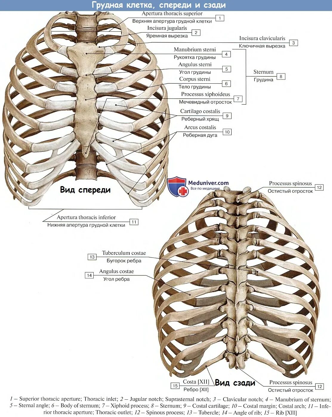 Ребра человека фото с описанием костей Анатомия грудной клетки: Грудная клетка в целом