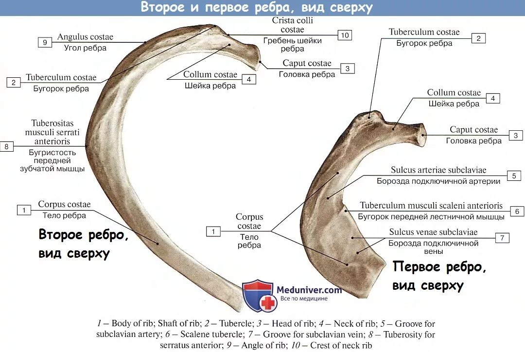 Ребра человека строение фото нумерация Анатомия грудной клетки: Ребра