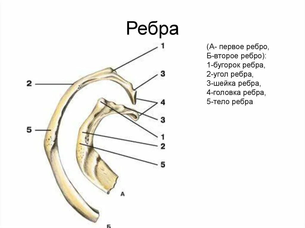 Ребра человека строение фото нумерация Второе ребро - CoffeePapa.ru