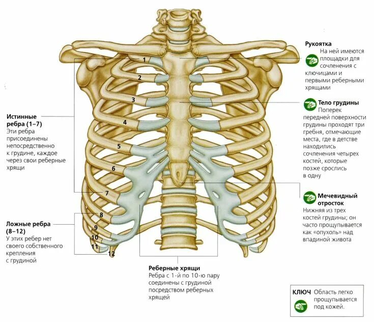 Ребра человека строение фото нумерация undefined Organe