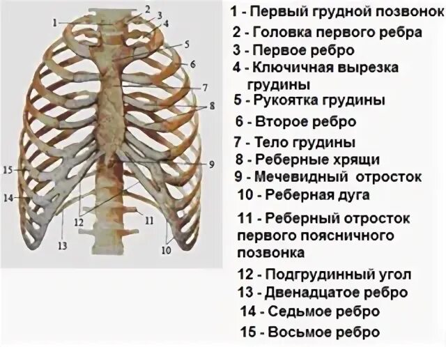 Ребра человека строение фото нумерация Где 11 ребро: найдено 88 изображений