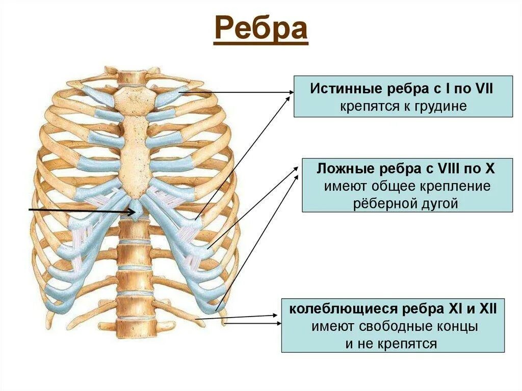 Ребра человека строение фото нумерация Сколько у человека пар ребер - Вопросы и ответы