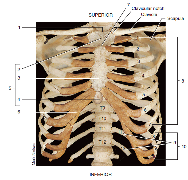 Ребра человека строение фото нумерация Figure 9.23 Thoracic Cage Diagram Quizlet