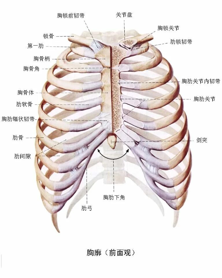 Ребра человека строение нумерация спереди фото Pin on Health Health, Rib, B & b