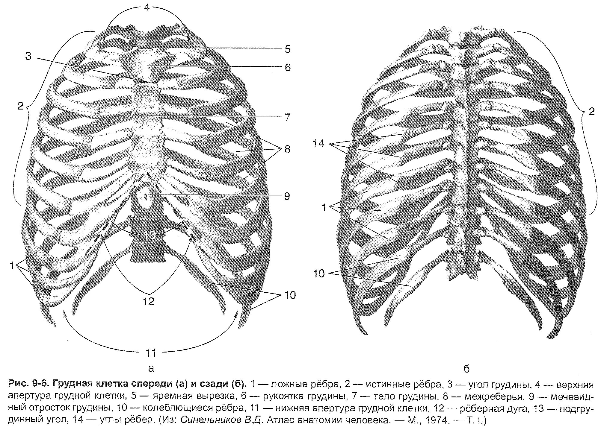 Ребра человека строение нумерация спереди фото 1. Анатомо-физиологические основы дыхательной системы.