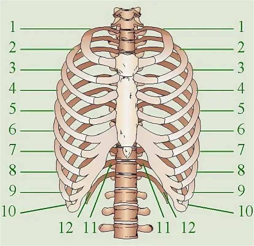 Ребра грудной клетки человека схема расположения The page cannot be found Human skeleton, Style, Human