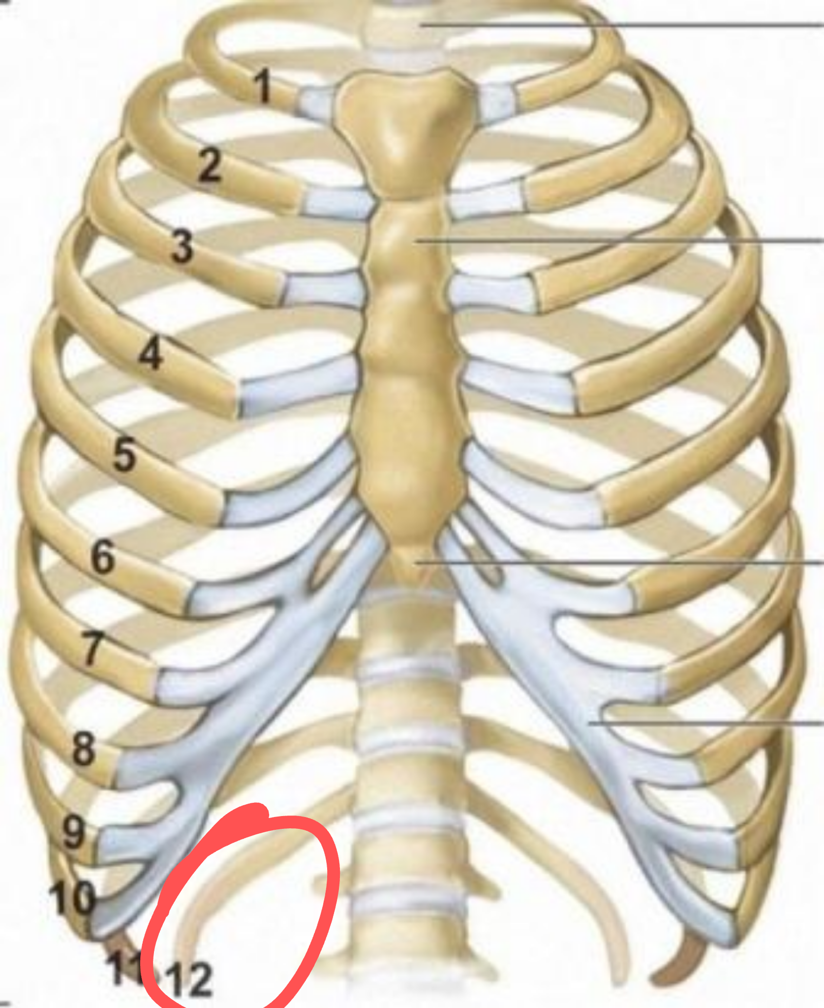 Ребра грудной клетки человека схема расположения Ответы Mail.ru: Болит 12е ребро