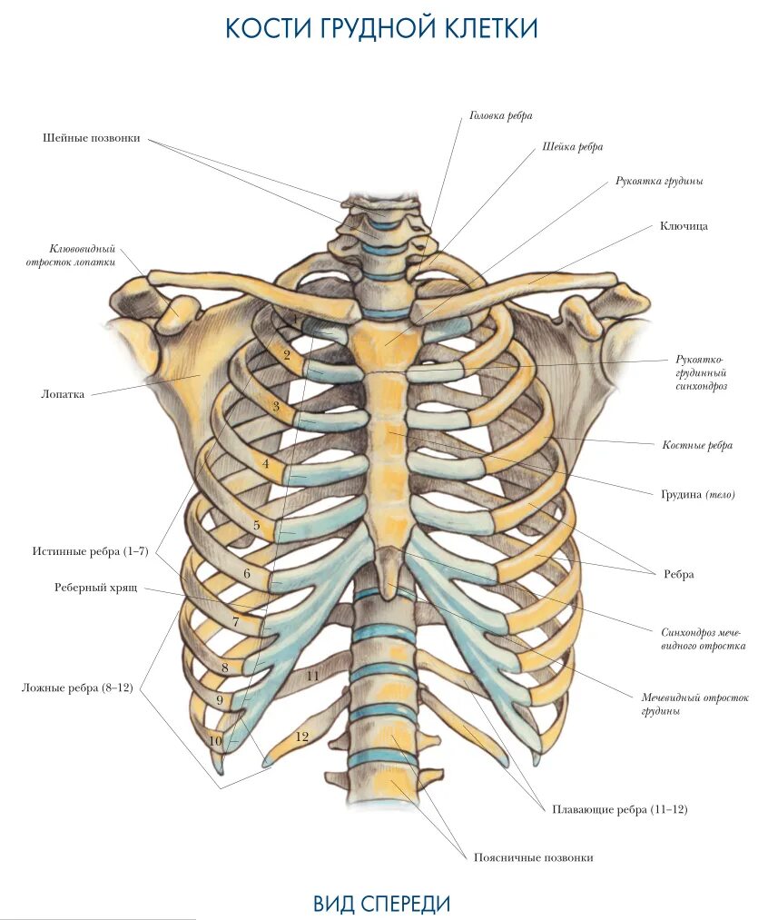 Ребра грудной клетки человека схема расположения Покажи ребра человека