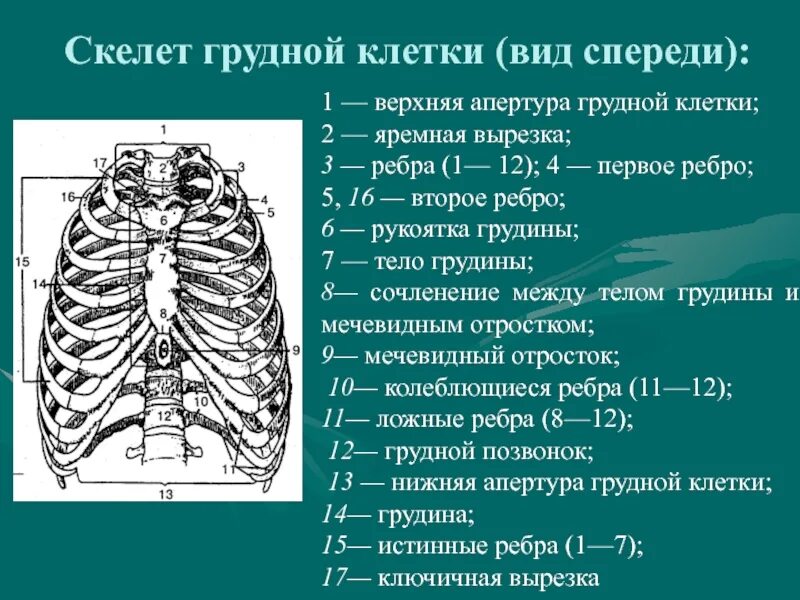 Ребра грудной клетки человека схема расположения Кости и органы грудной клетки