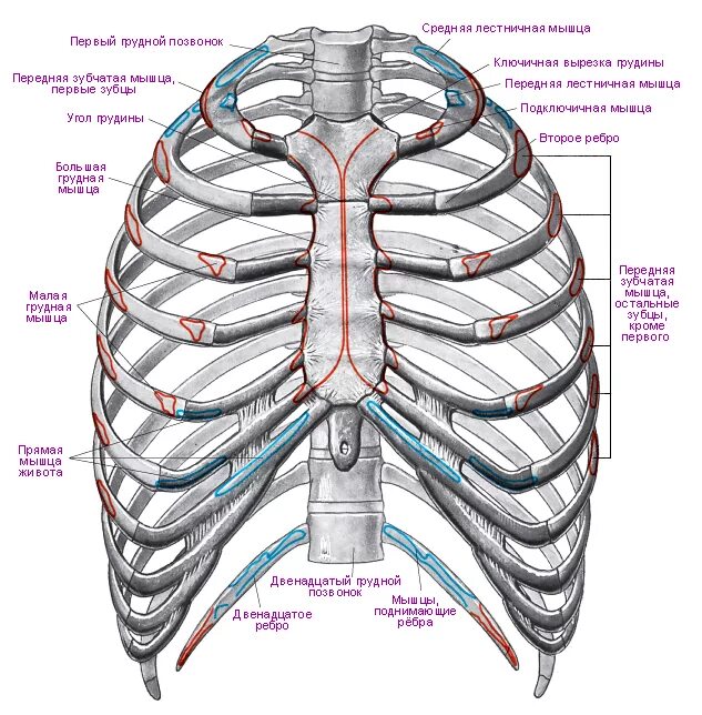 Ребра грудной клетки человека схема расположения Грудная клетка (thorax) это... Что такое Грудная клетка (thorax)?