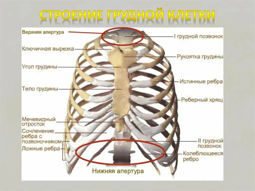 Ребра грудной клетки человека схема расположения Второе ребро - CoffeePapa.ru