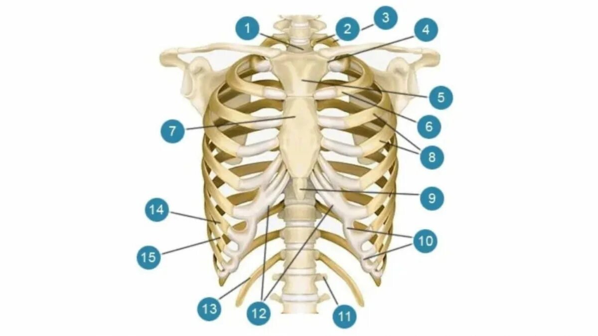 Ребра грудной клетки человека схема расположения Формирование узкой талии (по методу Кудзаева)- Клиника Ланцетъ