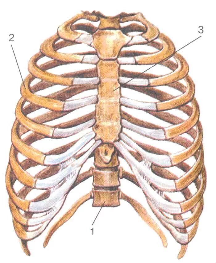 Ребра грудной клетки человека схема расположения 2.2. Скелет человека