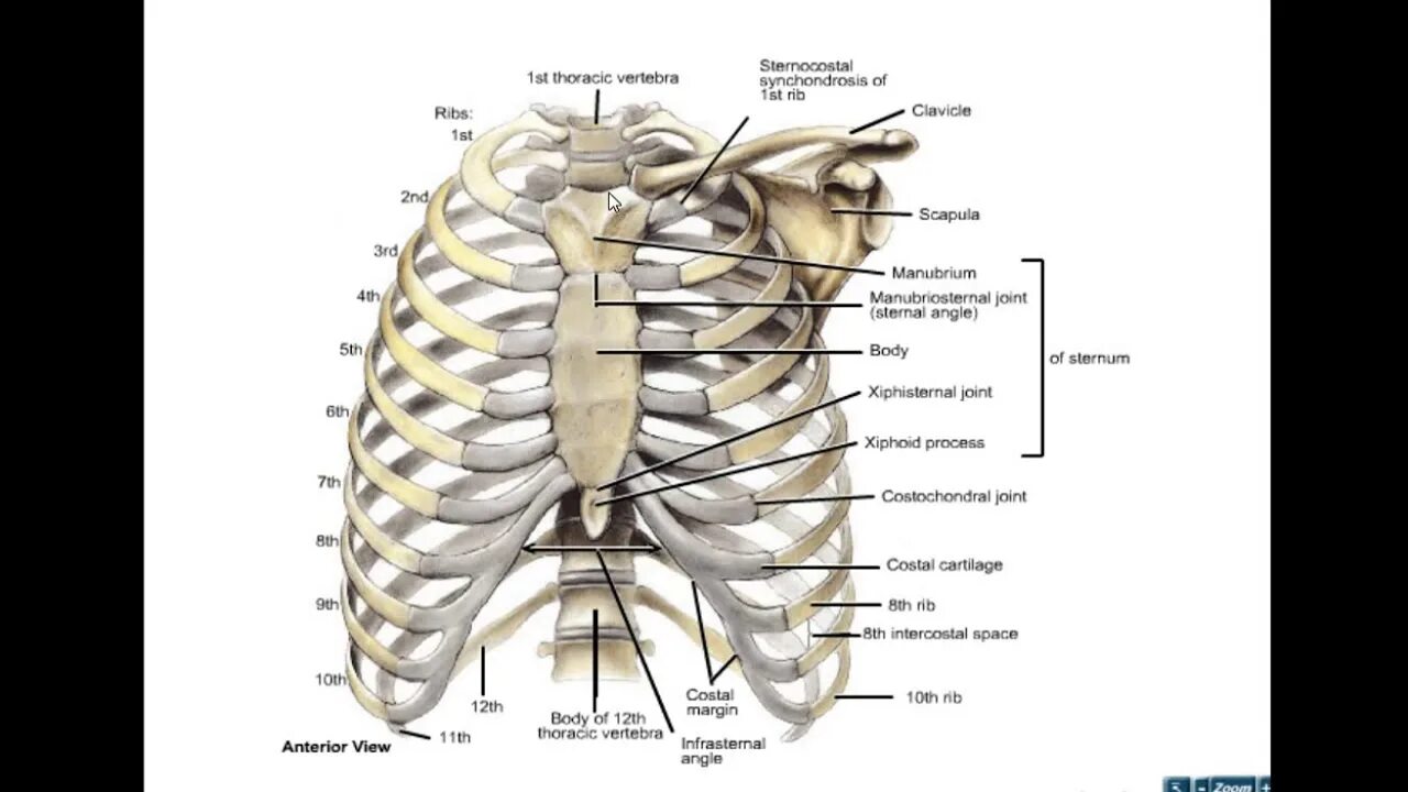 Ребра грудной клетки человека схема расположения NMC1ST - Thorax - Lec 1 - YouTube