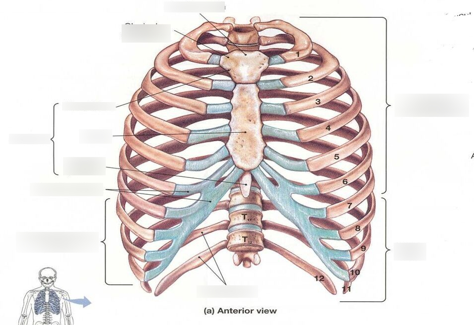 Ребра по номерам фото Thoracic Cage: sternum and ribs Diagram Quizlet