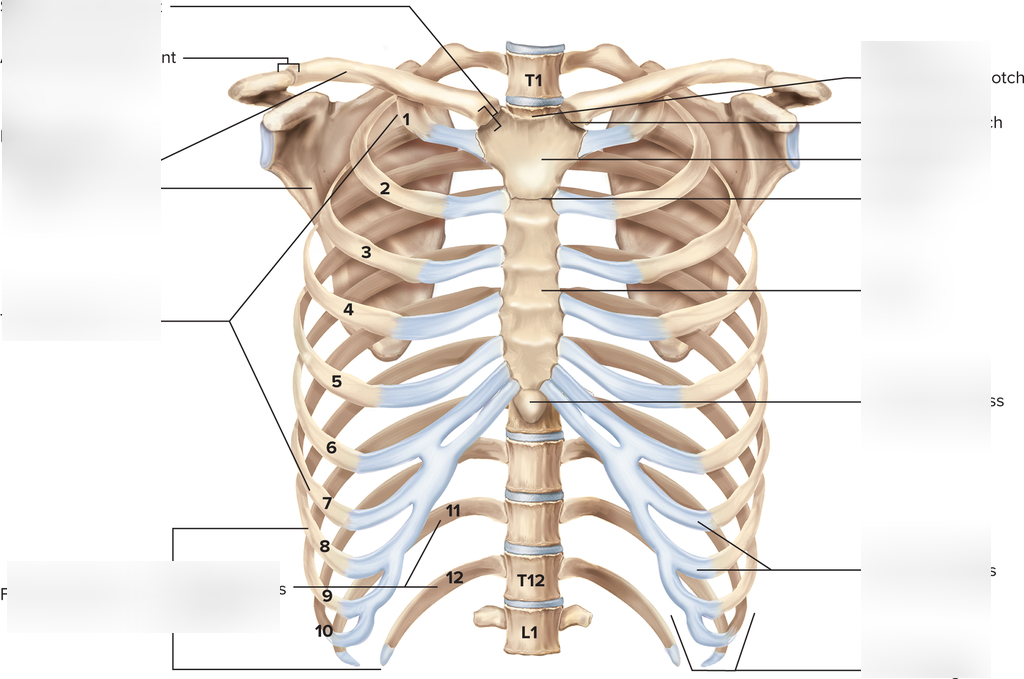 Ребра по номерам фото Diagram of Thorax Quizlet