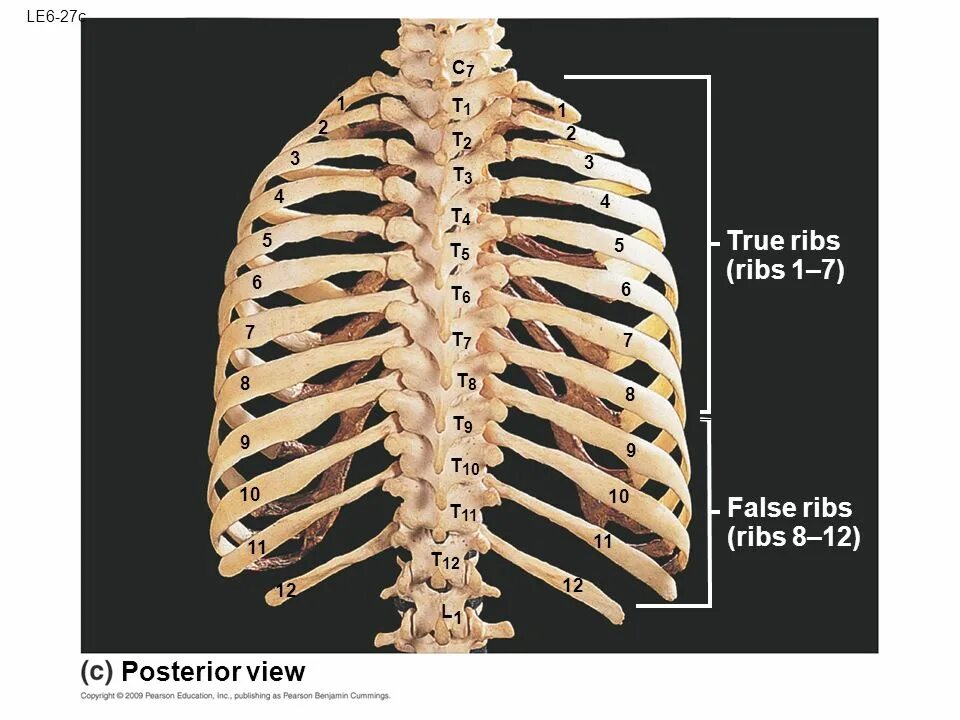 Ребра по номерам фото APPENDICULAR SKELETON ppt video online download