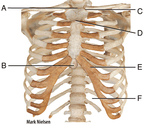 Ребра по номерам фото Multi choice, The Skeletal system: The Axial Skeleton Flashcards - Easy Notecard