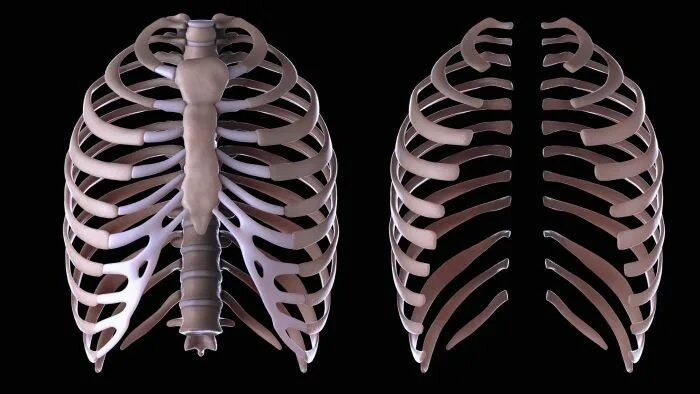 Ребра по номерам фото What Is the Function of the Rib Cage? Human ribs, Human rib cage, Rib cage