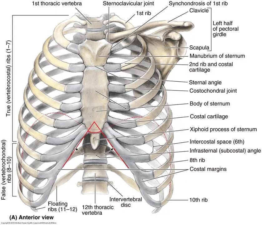 Ребра по номерам фото Thorax Anterior view of human body - Biology Forums Gallery Anatomy bones, Human