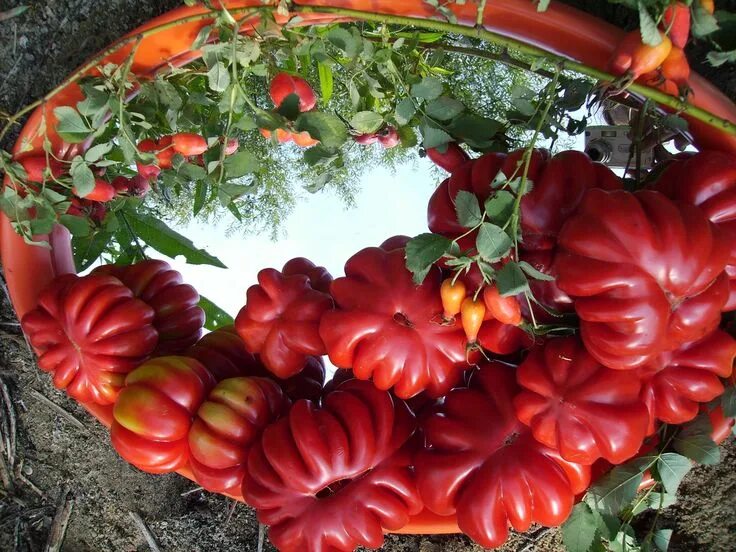 Ребристые помидоры фото Сорт томата Американский ребристый Vegetables, Tomato