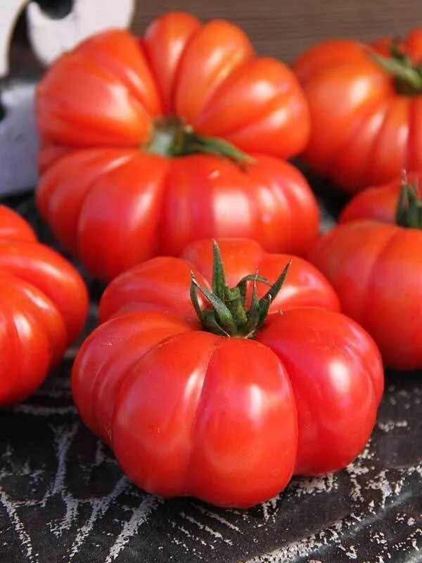 Ребристые помидоры сорта фото Costoluto Florentino Heirloom Tomato From culinary region in Tuscany, Italy. Lar